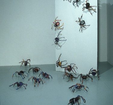 Spiders. Magazine pages and wire. 2002
