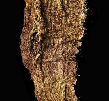 Strings of Fiber. Handmade paper, dye, rope and burlap. 2009