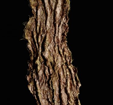 Skin. Handmade paper, dye, jute rope and burlap. 2009