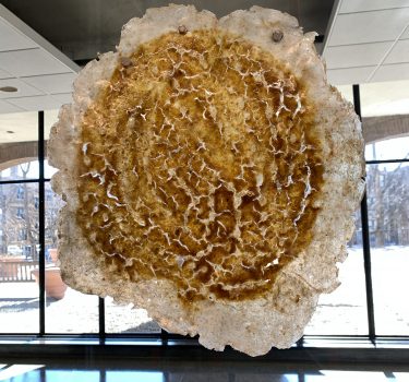 Pellicles of Deight III