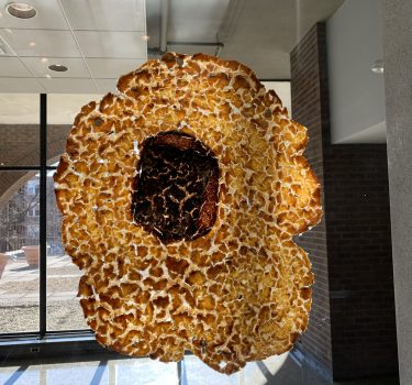 Pellicles of Delight II