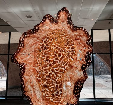 Pellicles of Delight V